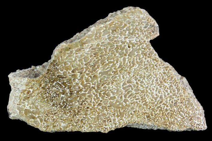 Polished Dinosaur Bone (Gembone) Section - Morocco #107168